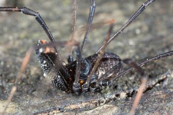 Media type: image; Invertebrate Zoology 133416
